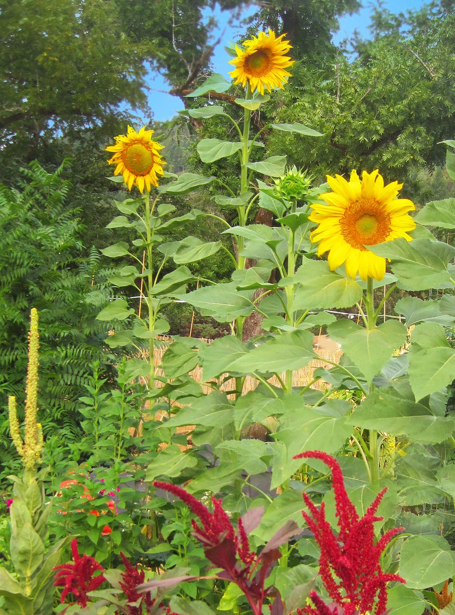 bountifulgard's tweet photo. Do you know the difference btwn these terms--Heirloom, Hybrid, Open-Pollinated, Open-Source? https://t.co/Vun9frgcyN https://t.co/kRJuT6NCCY