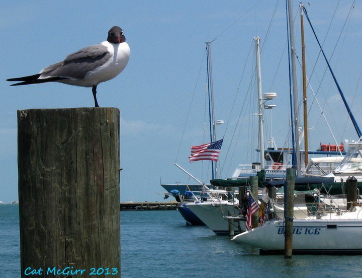 thefloridakeys's tweet photo. Island living....Photo by Cat McGirr. #flkeys #floridkeys #photoadventure #keywestharbour … https://t.co/I2pFV6lPeH https://t.co/O0QSIiI7wr