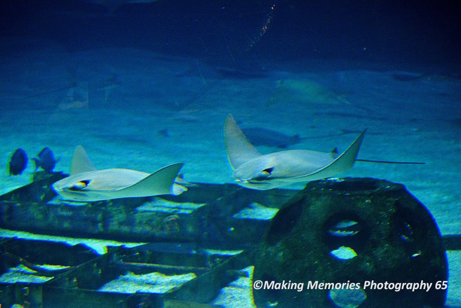 snapthepicture6's tweet photo. #sealife #fish  #water #aquarium https://t.co/stw2GcRQaT