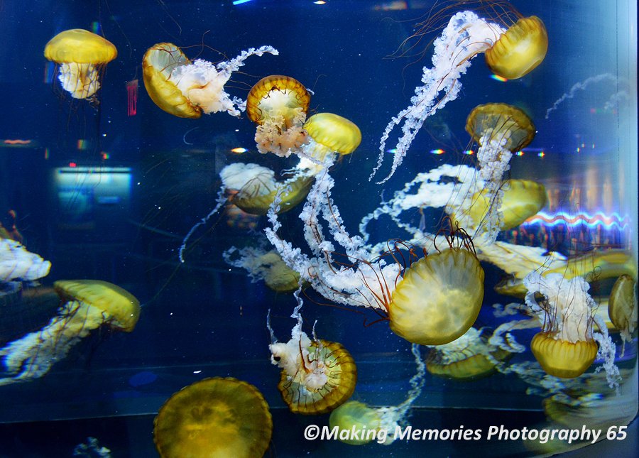 snapthepicture6's tweet photo. #sealife #fish  #water #aquarium https://t.co/stw2GcRQaT