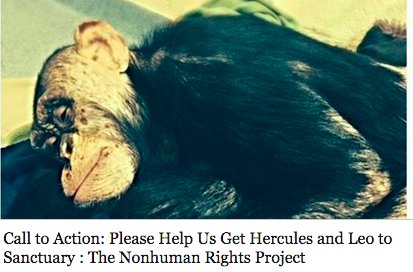 Nonhuman Rights Project tweet media