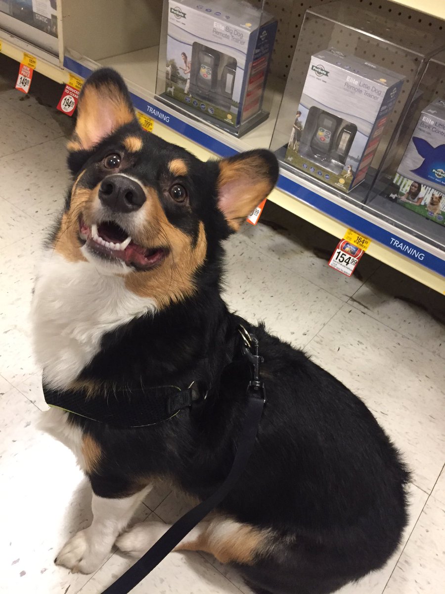 gorgui_corgi's tweet image. Field trip to @PetSmart tonight!!!it was so much fun picking out my own toys, thanks Mom and Dad!