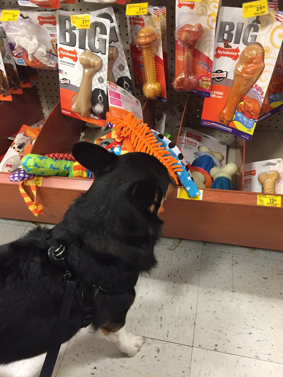 gorgui_corgi's tweet image. Field trip to @PetSmart tonight!!!it was so much fun picking out my own toys, thanks Mom and Dad!