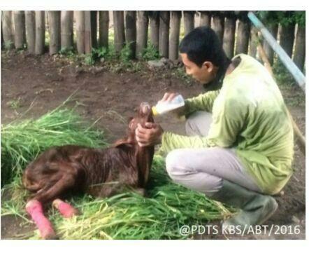 RIP ..RT <a href="/infosurabaya/">Info Surabaya</a>: Kabar Duka, Bayi Ankole Watusi (Banteng Afrika) KBS Mati ow.ly/3zk72O