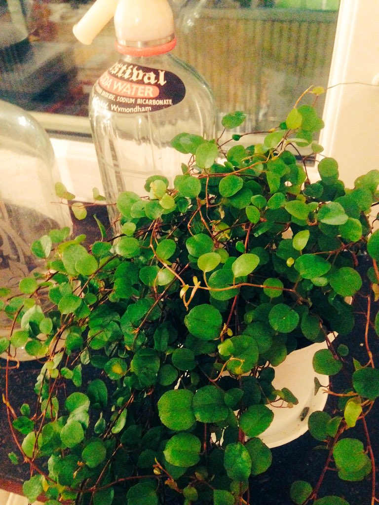 petrahjortsberg's tweet photo. first real live plant in my care. currently taking bets on its longevity... #noGreenFingers #highHopes #aSummerFling https://t.co/osTpv2jMQa