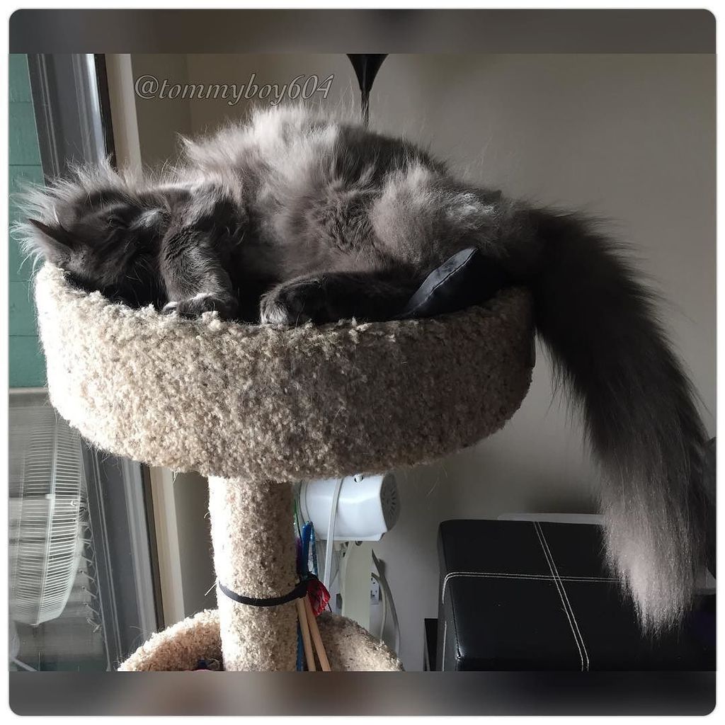 Chatchatcatcat's tweet image. Smokey with #FluffOverload for #NakeyWednesday 😻😻😻 #SirFluffsALot #TeamSmokey 🚬 #greycat #greycats #greycatsofinsta…