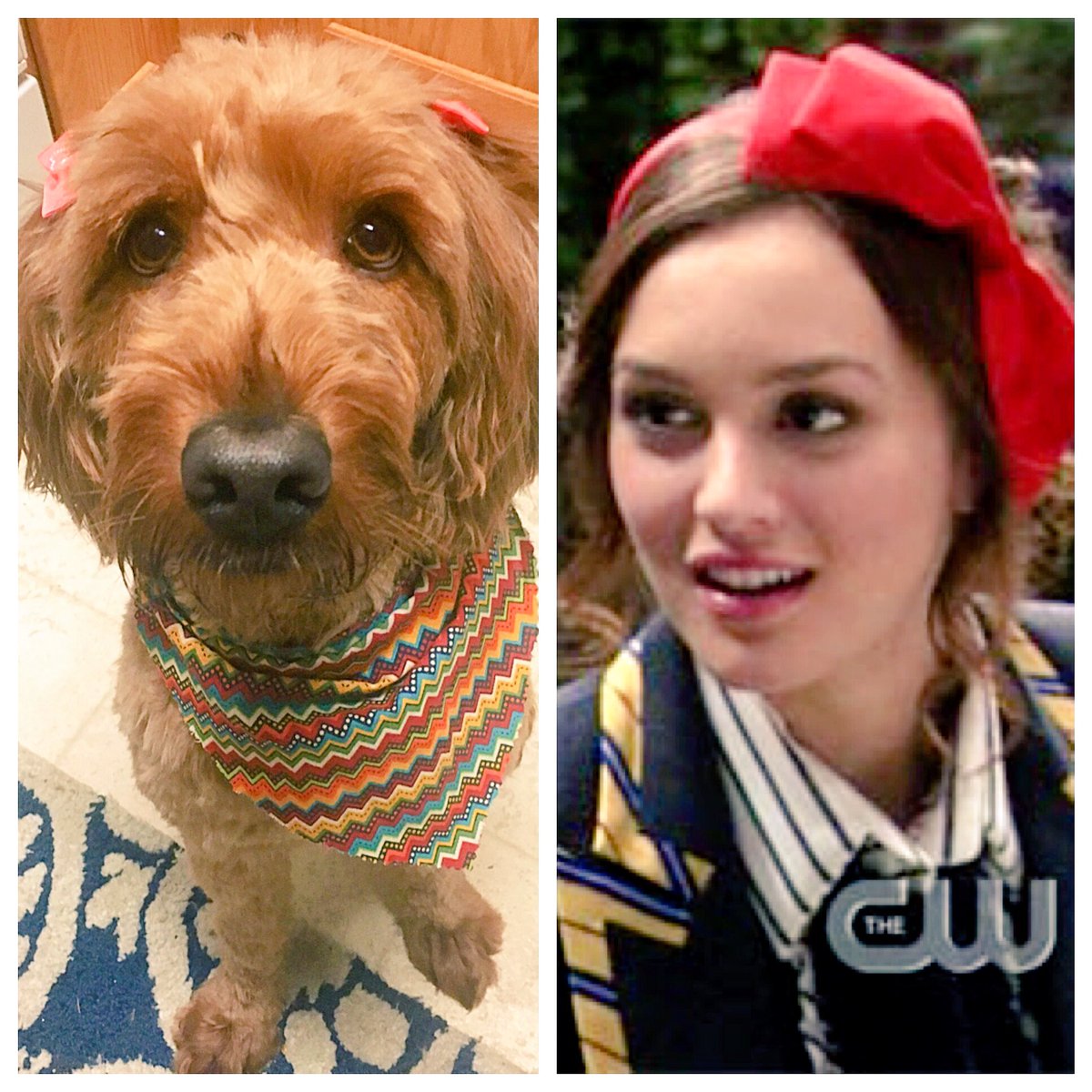 "Muppet meets Blair Waldorf." - overpriced groomer