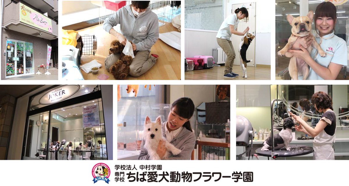 専門学校 ちば愛犬動物フラワー学園 企業訪問レポートの続きです パッピーナようちえん南砂 様 ペットショップ ジョーカー六本木ヒルズ店 様にお邪魔してきました こちらでも卒業生が大活躍です O 犬のしつけ教室 ペットショップ Joker