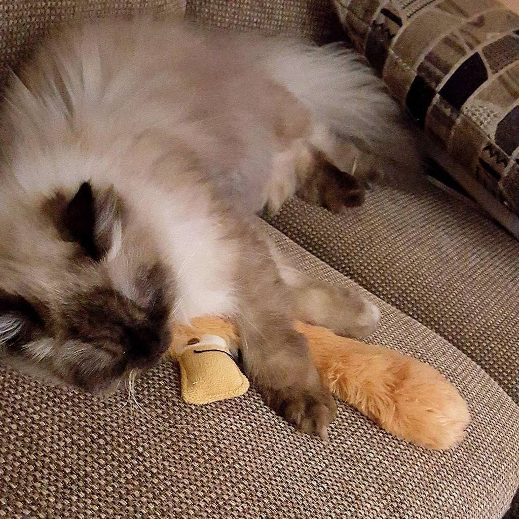 Chatchatcatcat's tweet photo. Just #snuggling with my #stuffie before #bed 🐱😊 #himalayan #chocolatepoint #maverick #furbaby #crazycatlady #readyf… https://t.co/odueSe08N8
