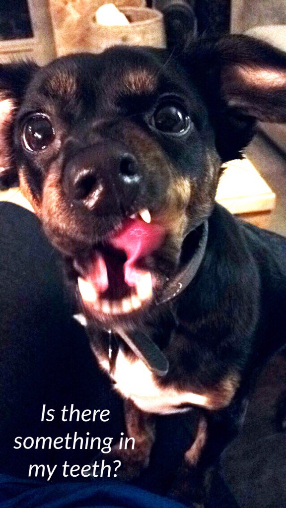 thePonderingPup's tweet photo. Is it bad manners for someone to use sign language with their mouth full? #marvelponders https://t.co/SE0jLMPhzK