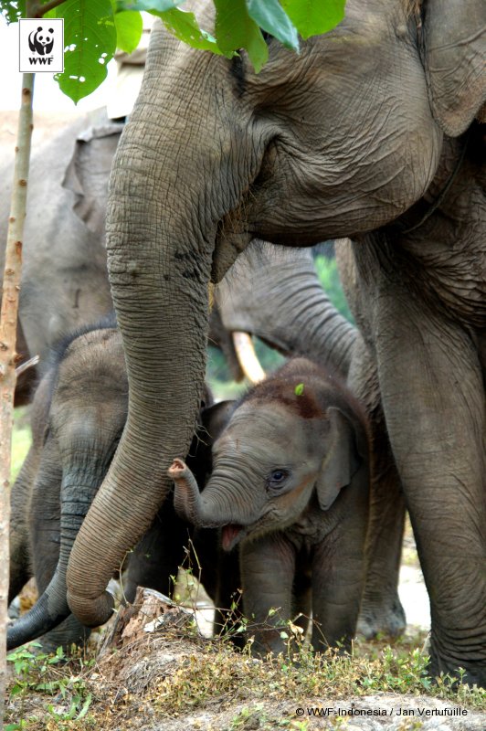 WWF_ID's tweet photo. RT jika kamu mencintai 🐘. Masa depan mereka ada di tangan kita #JanganBunuhGajah https://t.co/RVzlF7xofm