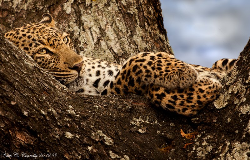 rangerdiaries's tweet photo. Nature's ability to elicit life changing contemplation is incredible. 
Photo by @ingwe911 #leopard #bigcats #wild https://t.co/8Up7phrwaG