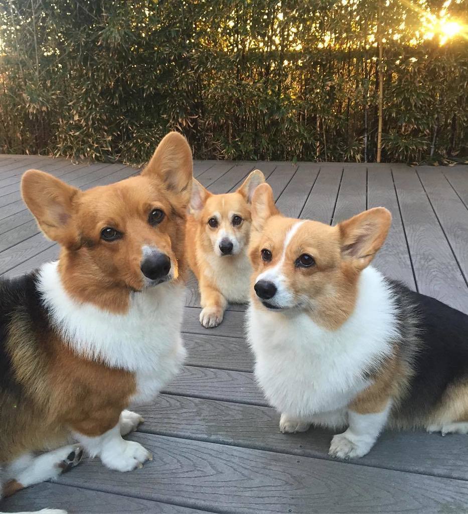 andthreecorgis's tweet image. Everybody’s super clean and fluffy! 💦💦💦 #threecorgis #corgi #love hanks to @spa4pups_mobile_grooming (at Hermosa Be…