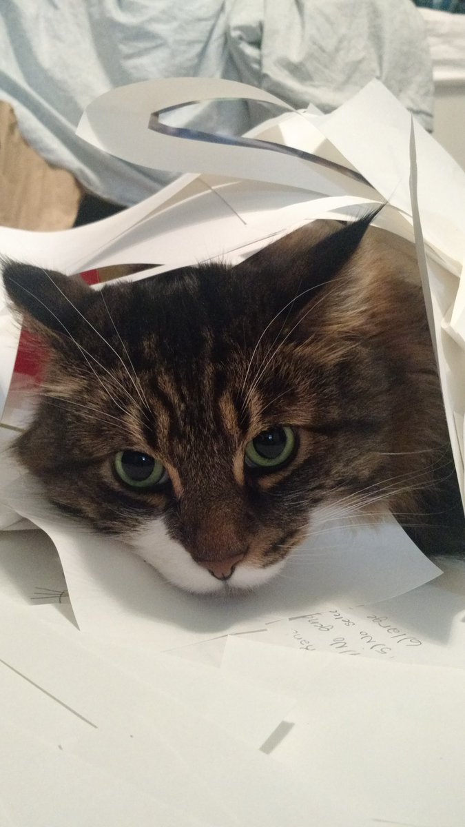 kimberlygod's tweet photo. Tigercat is so done with tonight and biology and debates. #whorunsthishouse https://t.co/EyGTq5rA43