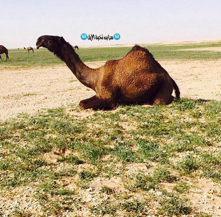 grnas4's tweet photo. Ⓜ️مزاين نخبة الإبلⓂ️
   للنوادرفقط

#رعد_الشمال
#عاصفه_ابو_ظبي
#امطار_الامارات
#الإبل
#مغاتير
#مجاهيم
#مزاين
#أمطار https://t.co/Ssif5rr5Jq