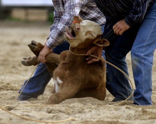 The pain and suffering of animals should not be entertainment. #RodeoAustin #BoycottRodeoAustin #ATX #BuckTheRodeo