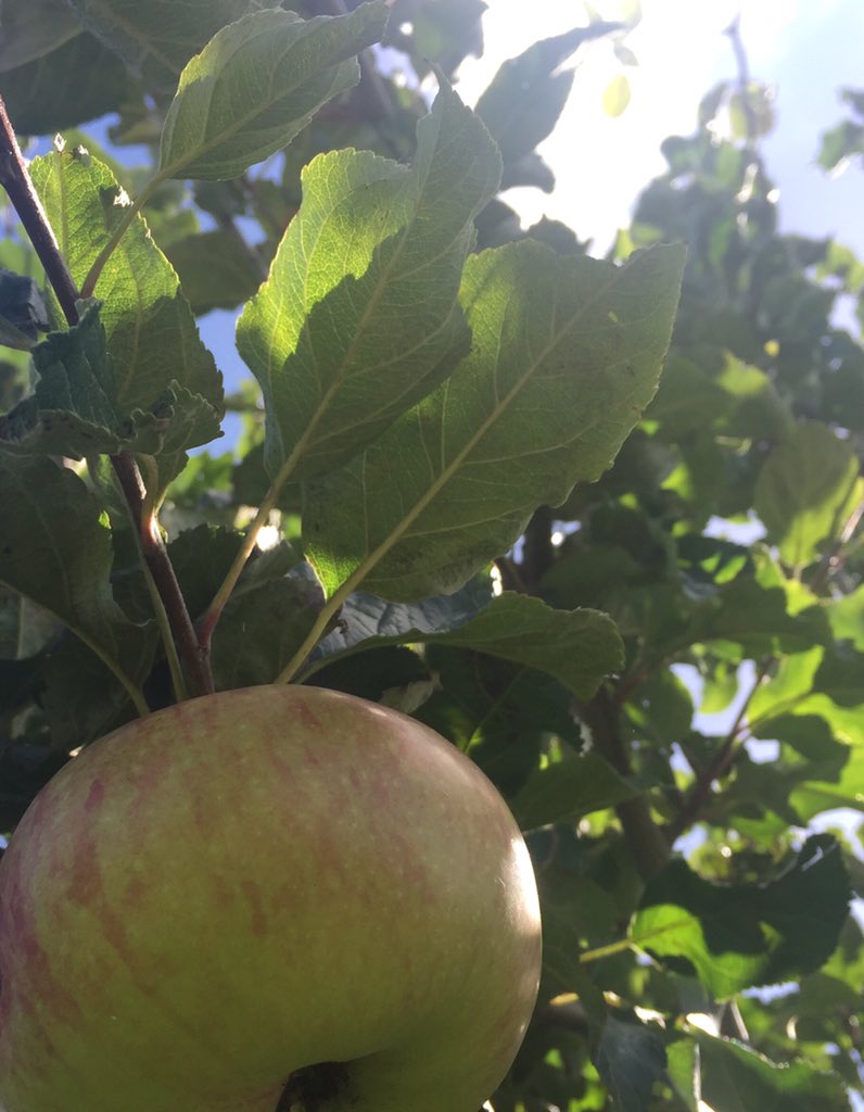 NeilSn0wball's tweet image. Apples ready for crumble in the garden, middle earth!