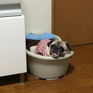 Joy_PhotoCam's tweet photo. Pinoco
#pug #qtpug https://t.co/Dr23uXjOA6 https://t.co/EKaTcqkwRL