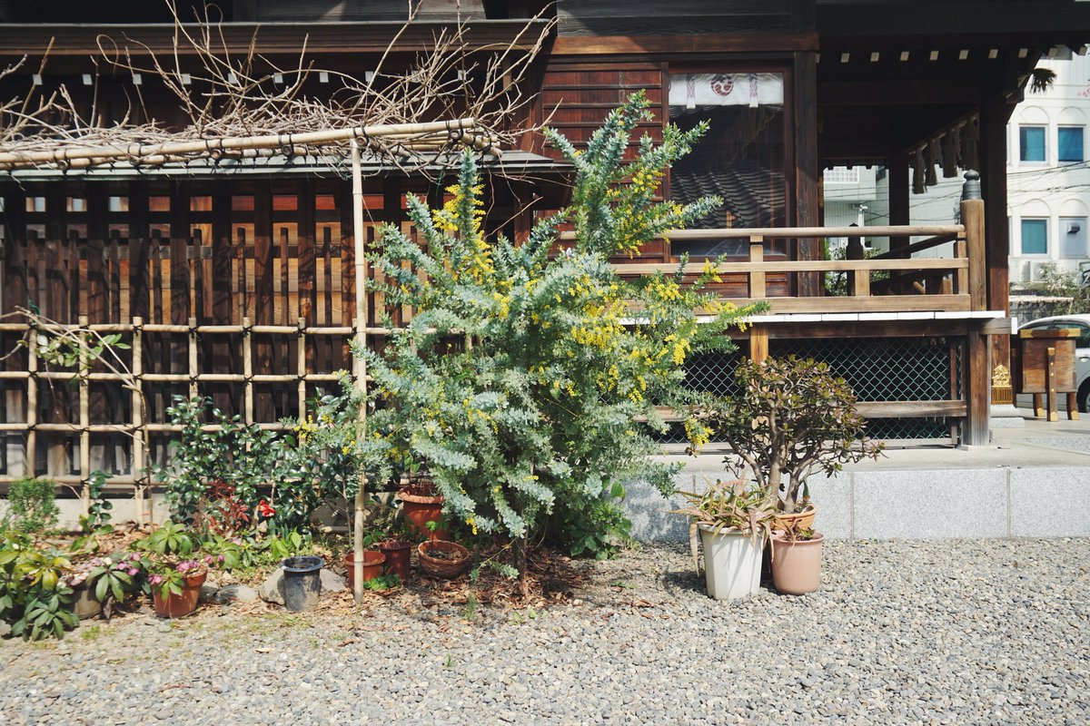 BuckedbytheStar's tweet image. This may be my new favorite shrine😍🌸 #SpringInTokyo