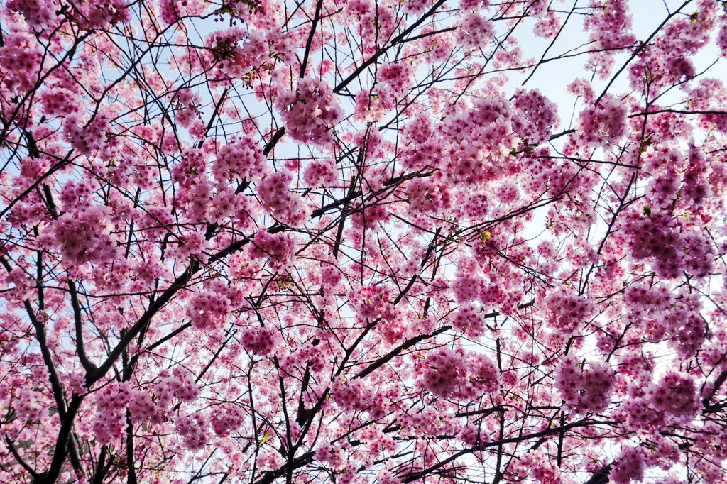 BuckedbytheStar's tweet image. This may be my new favorite shrine😍🌸 #SpringInTokyo