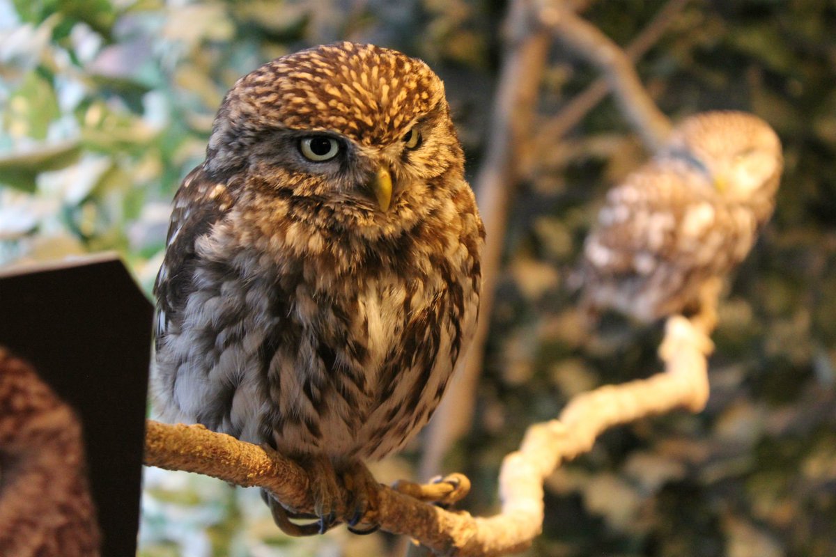 ট ইট র とりさん 鎌倉乃フクロウの森にまた行きました 三回目にしてやっとポイントカードの存在に気づきました スタンプを集めるとグッズがもらえるそうです 写真はチャコモリフクロウのチャコちゃんとメガネ フクロウのヤヤちゃん かわいいです