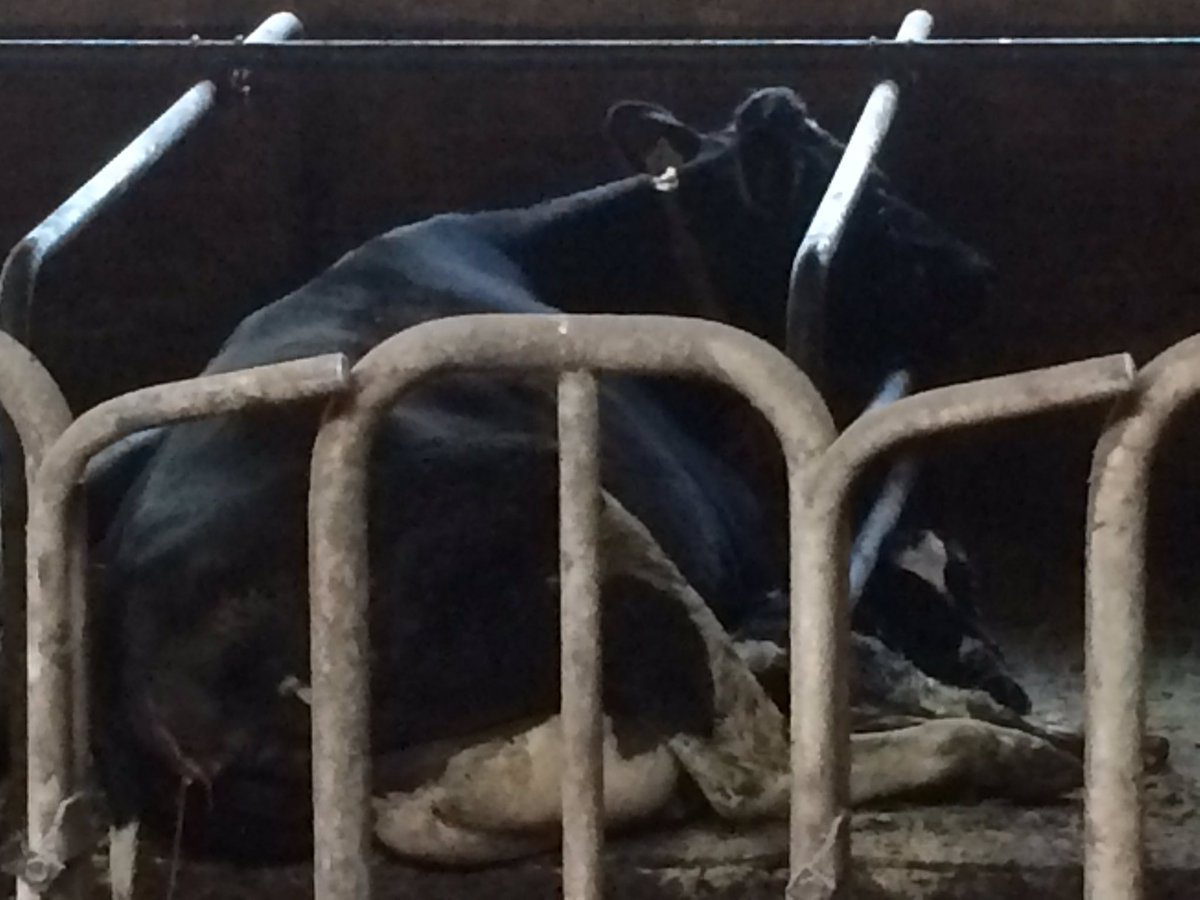 koeienboerjames's tweet image. @koeienboerjames on day2 of #7daysofnature i nominate @florinablokland #kalfbijkoe