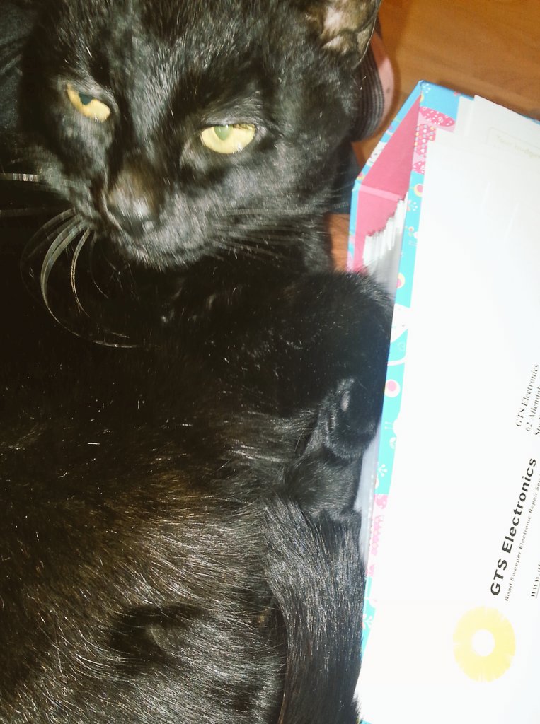 GTS_Electronics's tweet photo. Got a helper this morning #KittyAtWork #CatsOfTwitter #Invoicing #JustKeepSweeping #CheaperSweeper #GTSelectronics https://t.co/YCHtSYILc7