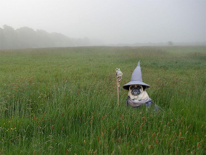 Proof that pugs are the most majestic #dogs - ow.ly/ZcVHx c/o <a href="/sadanduseless/">Sad And Useless Humor</a> #puglife