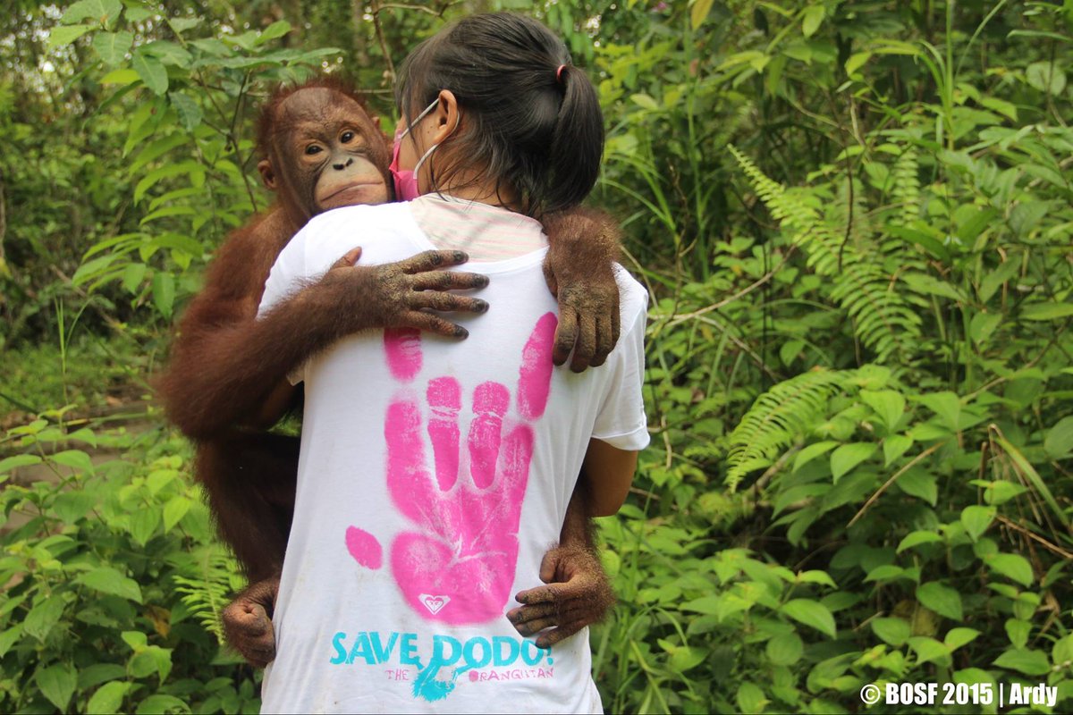 swissbelhotel's tweet photo. Yuk dukung program #SAVEDODO dan turut serta dalam menyelamatkan #OrangUtan Indonesia https://t.co/lH49iqUXfc https://t.co/wGvtwTHtOe
