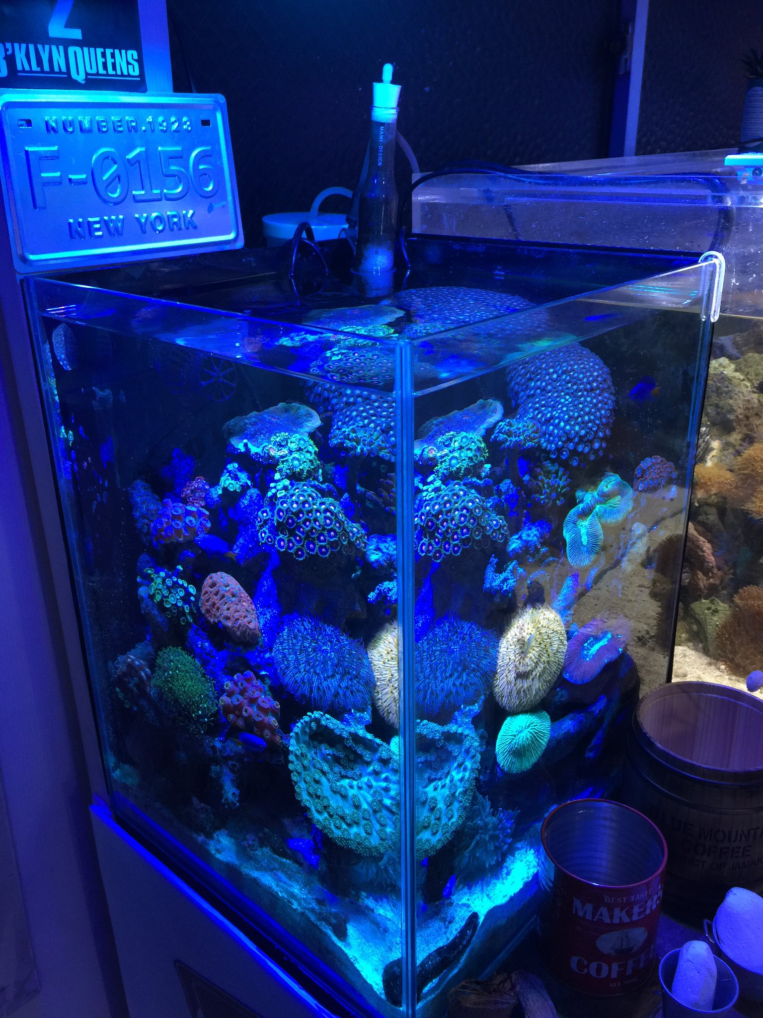 公式 Create The Sea 小型水槽でも海水魚 サンゴ飼育可能ですヾ ー ノ 皆様 是非海水魚飼育 はじめませんか 初心者の方でも始めやすい飼育器具のセットのお見積もりをすぐにさせて頂きますよヾ ー ノ T Co Huyxw85hks Twitter