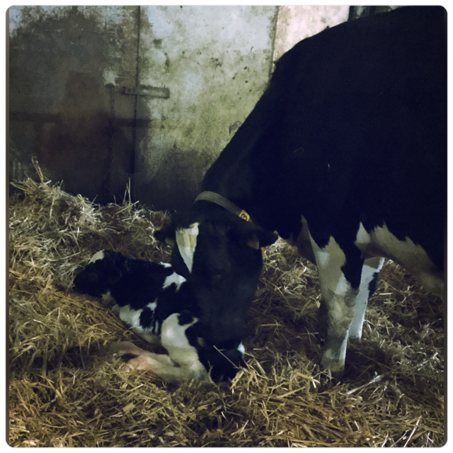 CALFlX's tweet photo. Feed intake is directly related with the wellbeing,milkfever,ketosis,acidosis&milk production of fresh cows #calfix https://t.co/nbMwKHdfdq