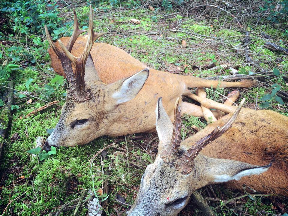 Plus que quelques mois! #Chasse #Hunt #Jagt #Caza
<a href="/ChasseursPO/">FDC66</a> <a href="/ActuChasse/">Actualités chasse</a> <a href="/CharlesSolognac/">Charles Solognac</a>