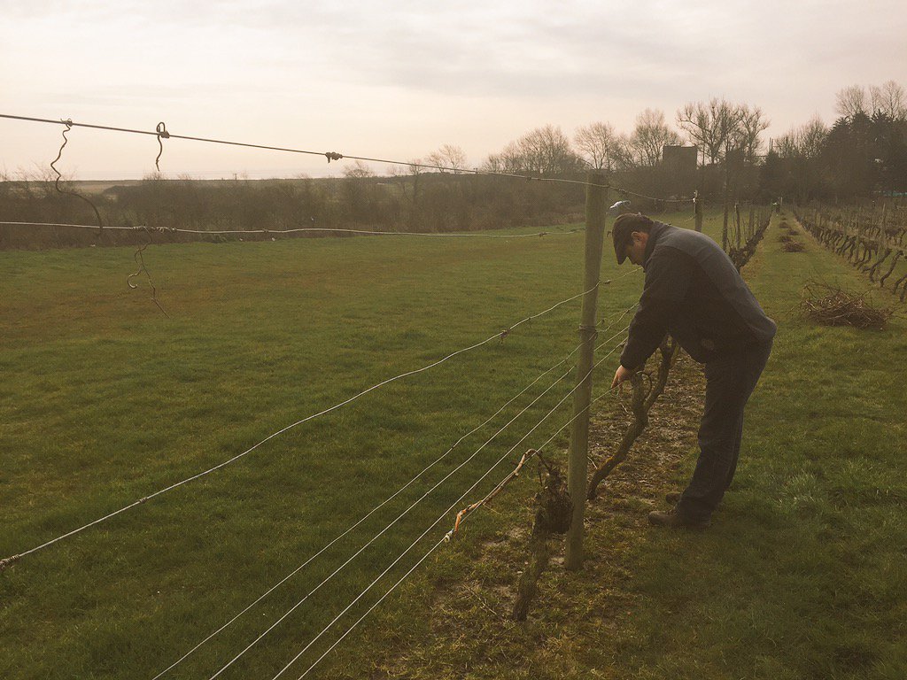 DedhamValeVines's tweet photo. Tying the canes to the crop wire at Mersea vineyard #Mersea https://t.co/cNtwgR66RC