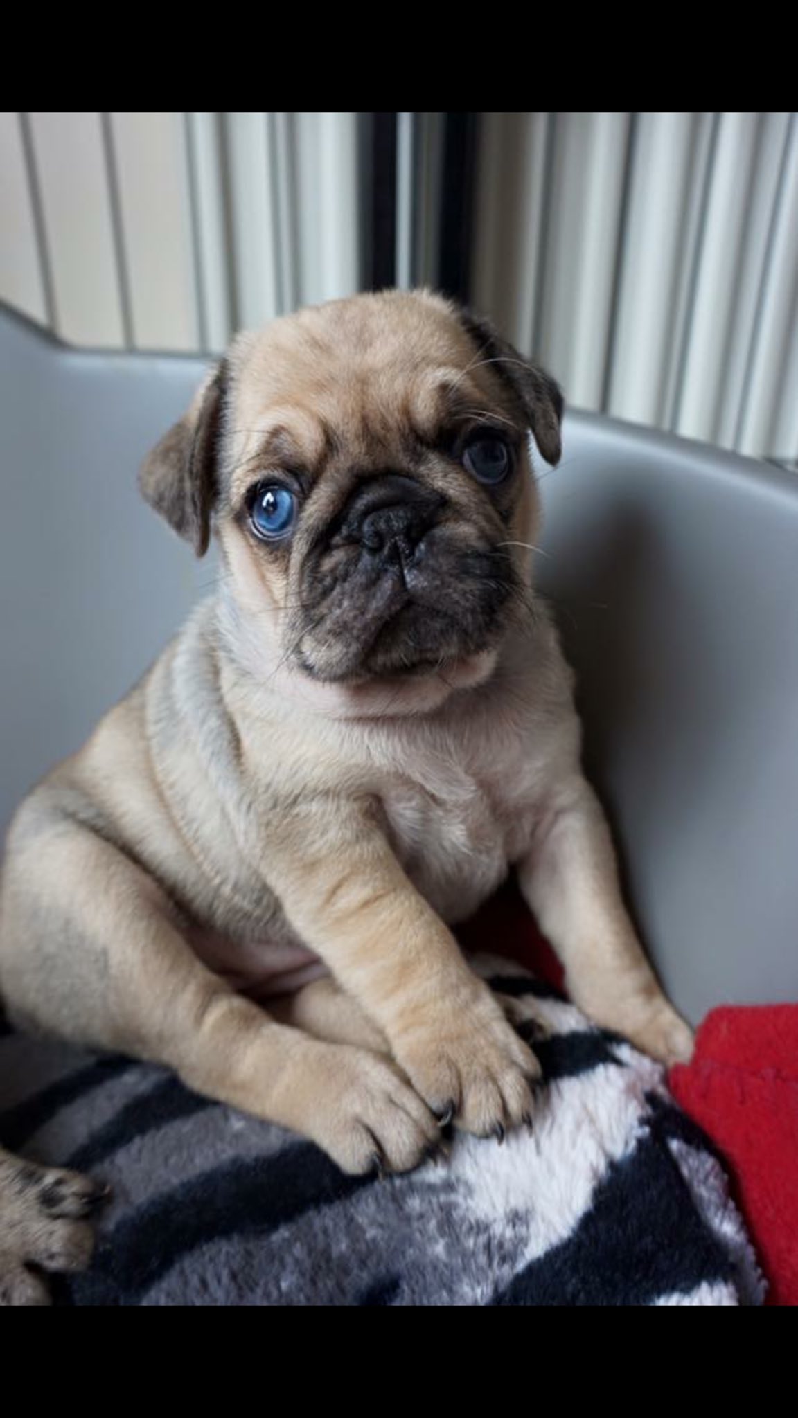blue eye pug