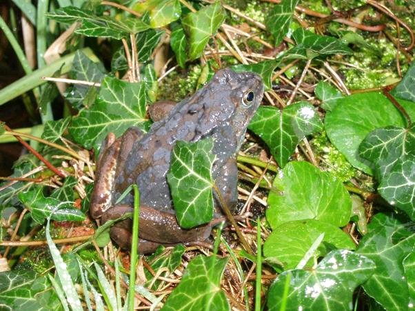 Garden Wildlife Health tweet media