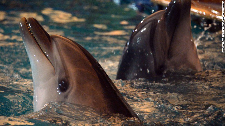 cnnbrk's tweet photo. Russia looks to recruit 5 bottlenose dolphins for military duty. https://t.co/1i8WW0raHO https://t.co/M1XQLHENOD