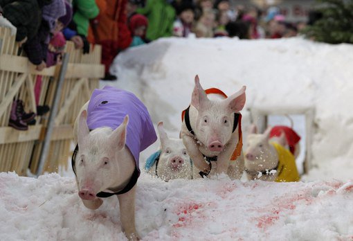 RussiaAnimals's tweet image. Петиция: отменить поросячьи бега в Челябинске change.org/p/%D0%BE%D1%82… #челябинск #россия