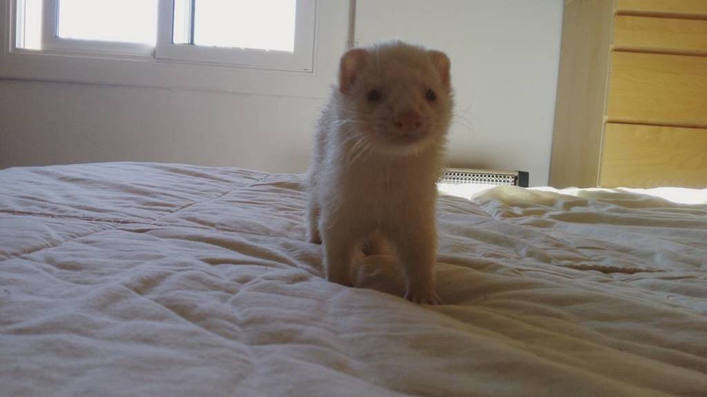 CladiaCardena's tweet photo. #ferret #ferrets #ferrertsofinstagram #instaferret #ferretgram #ferretrules #ferretmania #instaferret #huron #huron… https://t.co/NOK1oYgkY1