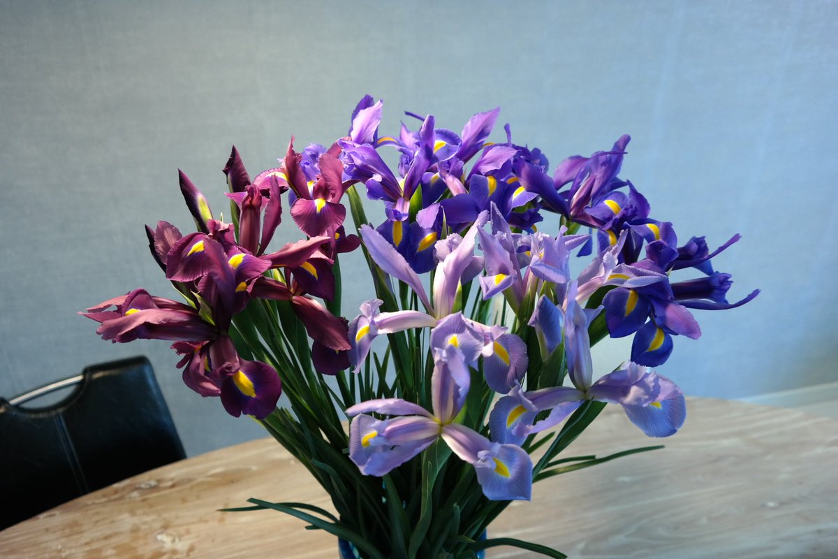 #new #exclusive #iris <a href="/Worldbreeding/">World Flower</a>