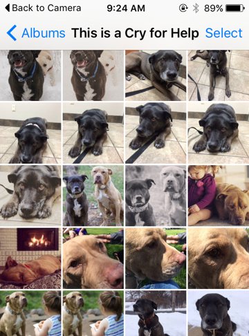 SidewalkDog's tweet photo. Running out of phone storage (again)? Blame your dog: https://t.co/FrDk53nciy #PetPeeve @MiMedia https://t.co/z0ehEIWuv9