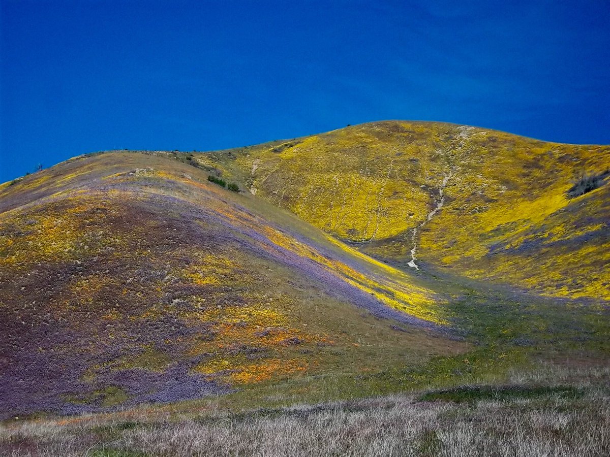 LACoPublicWorks's tweet photo. The Palmdale hills near Lake Elizabeth are bursting with color, thanks to recent #LArain 
🌼🌷🌾🌸 https://t.co/7uuxKykdg4