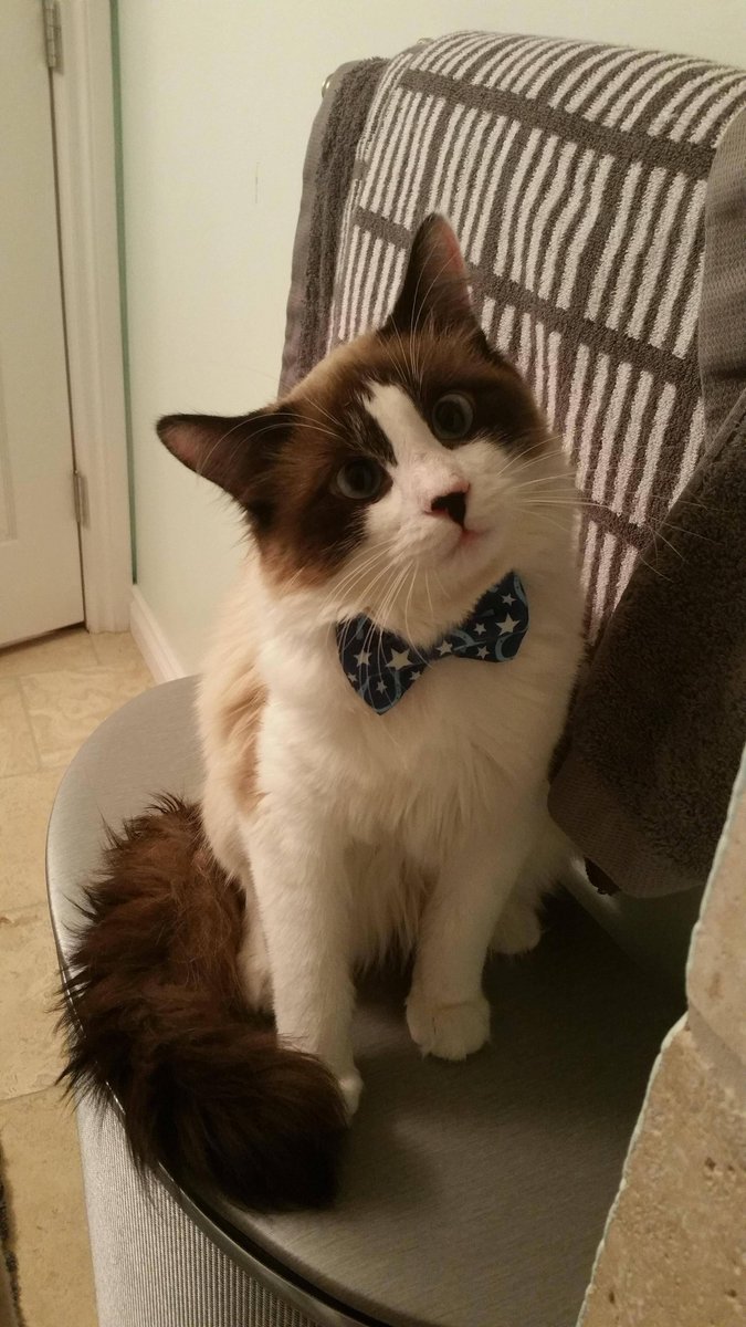 LuvKittensDaily's tweet photo. Charlie You Look So Dapper https://t.co/3x7stUy0sE