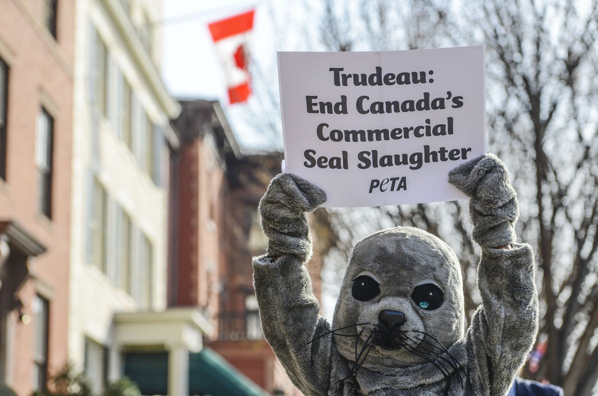 peta's tweet photo. As Canadian PM @JustinTrudeau meets with @POTUS today, PETA’s “seal” asks him to end the commercial seal slaughter! https://t.co/KIev6qL6st