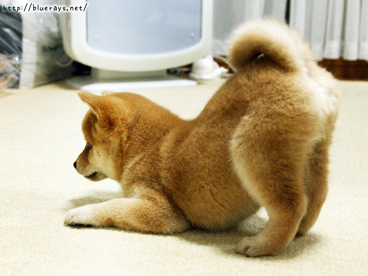 豆柴こたろう 豆柴ひなた 豆柴 柴尻 柴ケツ T Co Oulnhrianu Twitter