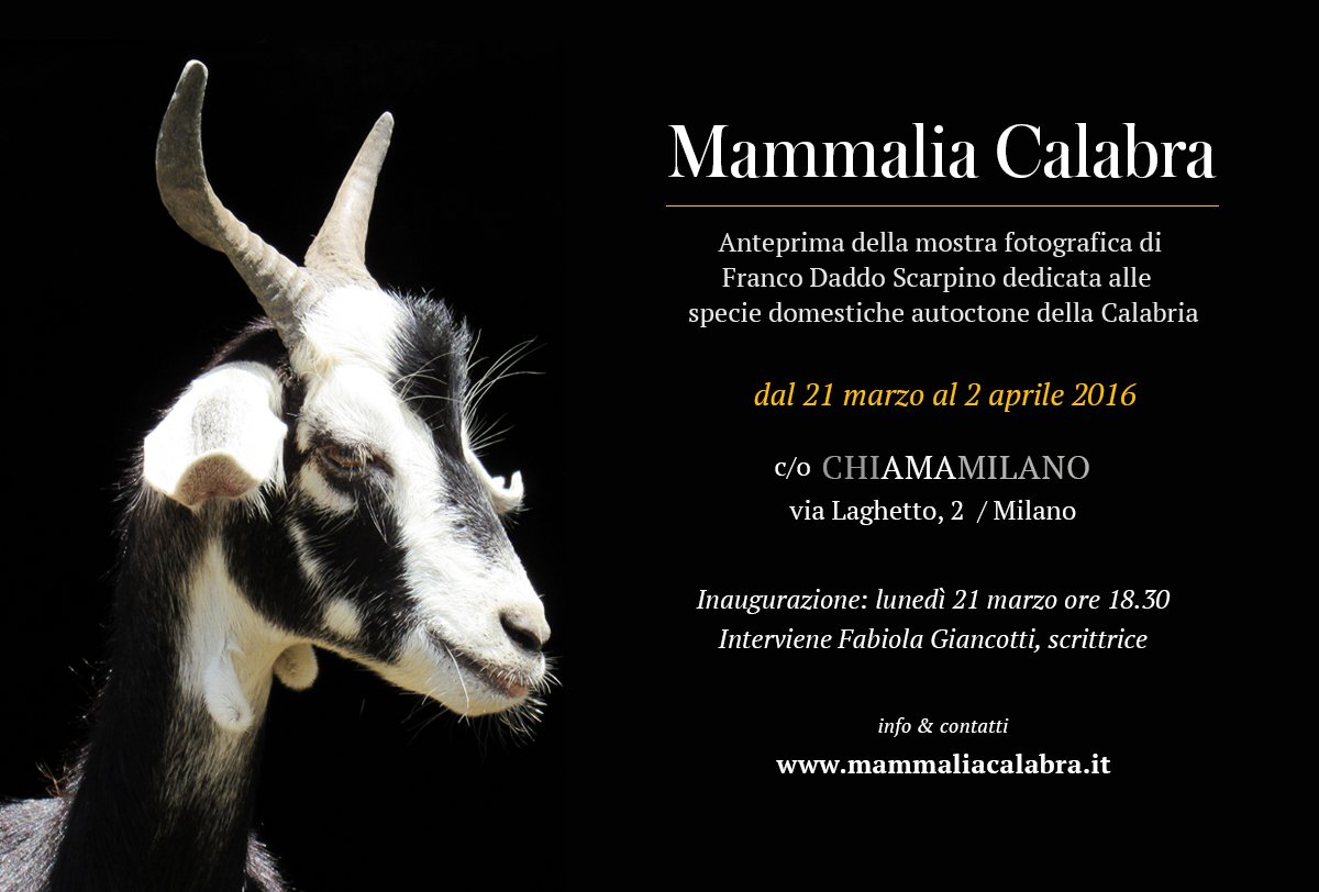 FrancoScarpino's tweet photo. Mammalia Calabra / Una mostra fotografica di Franco Daddo Scarpino / https://t.co/LghHIajtEh #calabria #goats #daddo https://t.co/I9DSs1EG1B