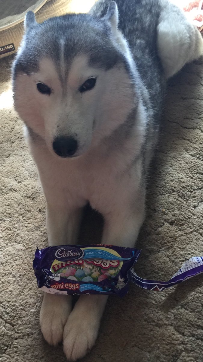 klybob's tweet photo. The candy bandit struck again and she still has no regrets! #FluffyDisasters #SiberianHusky #DogShaming https://t.co/FlfgWrj36q