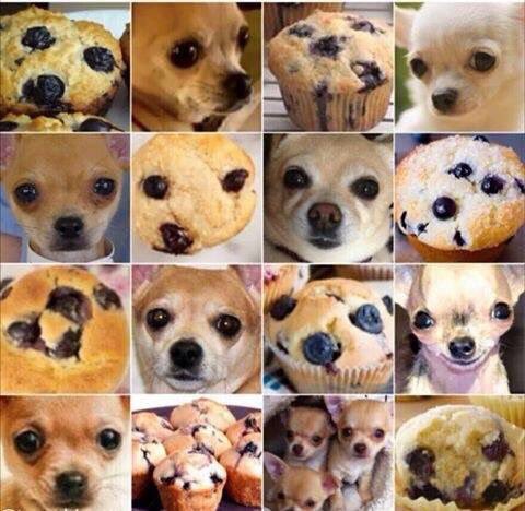 vozouk's tweet photo. Dog or muffin? #dogsoftwitter #dogormuffin https://t.co/aHyJrkX54L