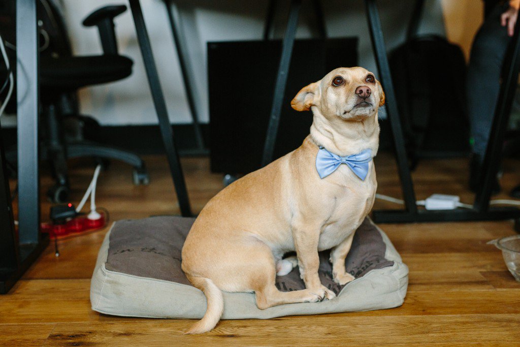 Behind every #successful #startup is a strong &amp; confident dog! bit.ly/1M8VOno #ecommerce #erated