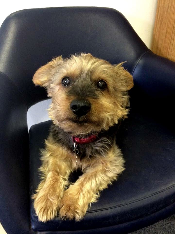 tweetlocalpages's tweet photo. Mackie stopped by today, he's now having his after-lunch #snooze on his chair as usual #office #dog #bristol https://t.co/PVrJQRm6hm