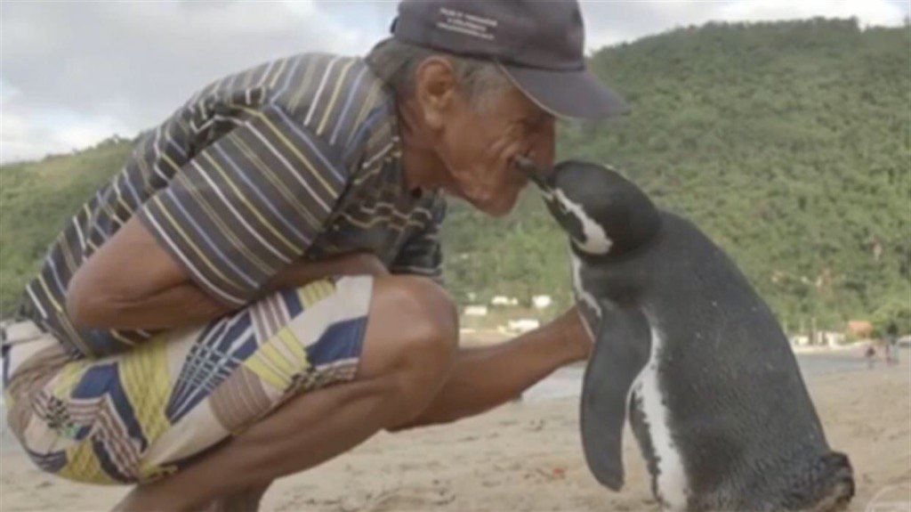 La storia del Pinguino DinDim che viaggia dalla Patagonia per rincontrarsi con un suo vecchio amico